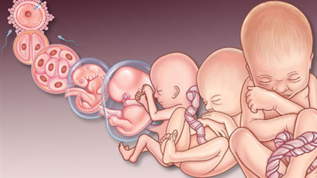 صدک رشد جنین چیست؟