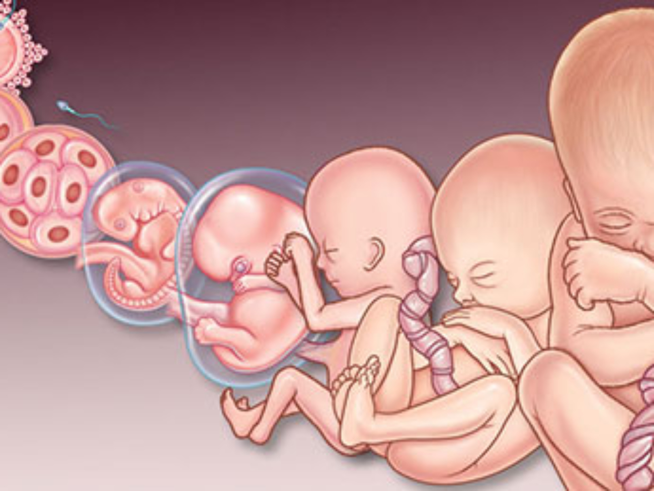 صدک رشد جنین چیست؟